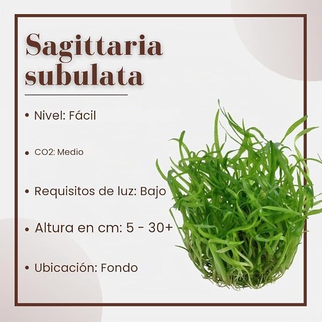 Foto 2 de 6 de AquaOne Acuario Planta En Vitro Sagittaria subulata Planta Acuática 1-2-Grow. Planta de Acuario Vaso Plantas…