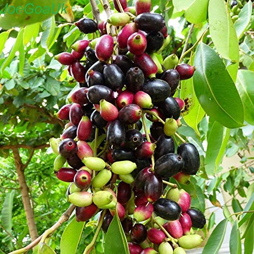 Creative Farmer Fruit Live Plant Naval Black Berry- Njaval Pazham Tree ...