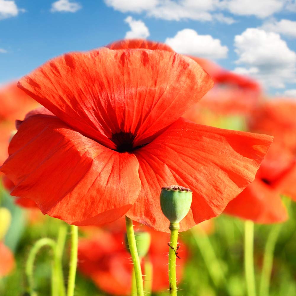 Outsidepride Red Poppy Seeds for Planting - 30000 Pcs. Annual, Drought-Tolerant & Easy to Grow Wildflower Seeds with Vibrant Red Blooms for Landscaping, & Pollinator Garden