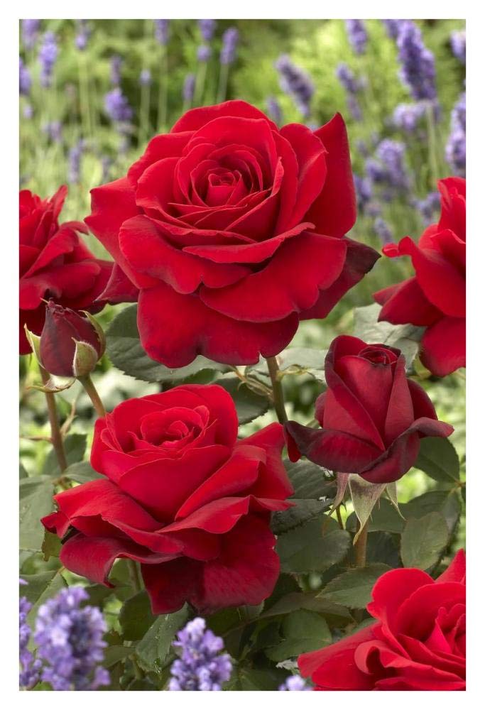 Artworks Italia Fleurs Rose Papier Art 26x96,5 cm