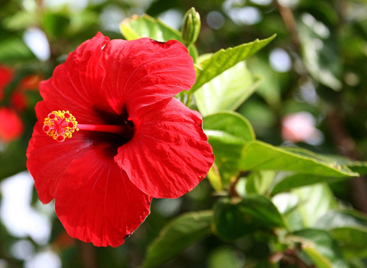 Hibiscus, China flower, seeds potted, flowering plants, 50 units-picture-25