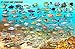 St. Croix USVI Dive Map Fish ID Virgin Islands Franko Maps Waterproof Fish Card
