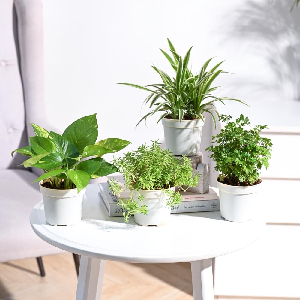 UGAOO Combo of 4 Indoor Live Plants for Home Decor with Pot - Sedum Golden,Money Plant Variegated,Aralia Golden,Spider (B0D8WHX29H) Amazon Price History, Amazon Price Tracker