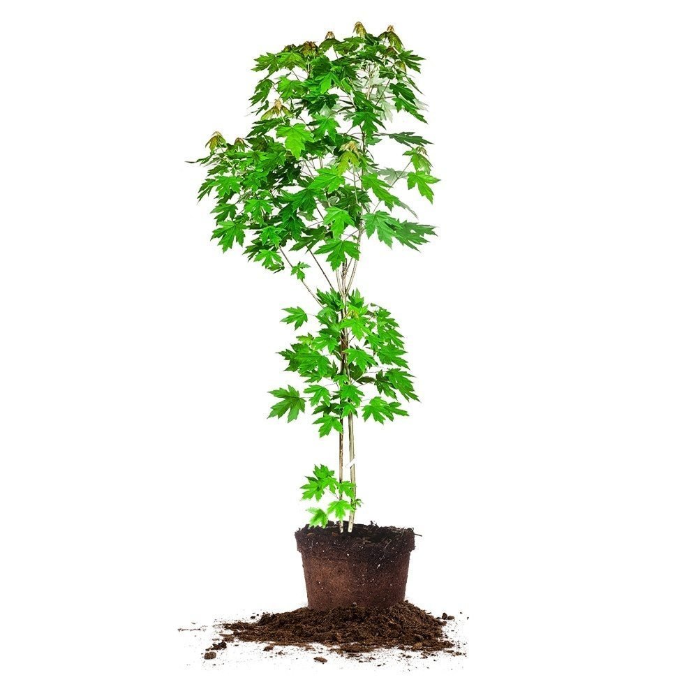 Autumn Blaze Maple 4-5ft