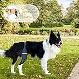Ortocanis - Kniebandage Hund Hinterbein für das rechte Bein - Hergestellt aus Neopren ARD - Bei Kreuzbandriss, Bänderverletzungen, Patellaluxation oder Osteoarthritis - Größe X-Large (14,2-16')