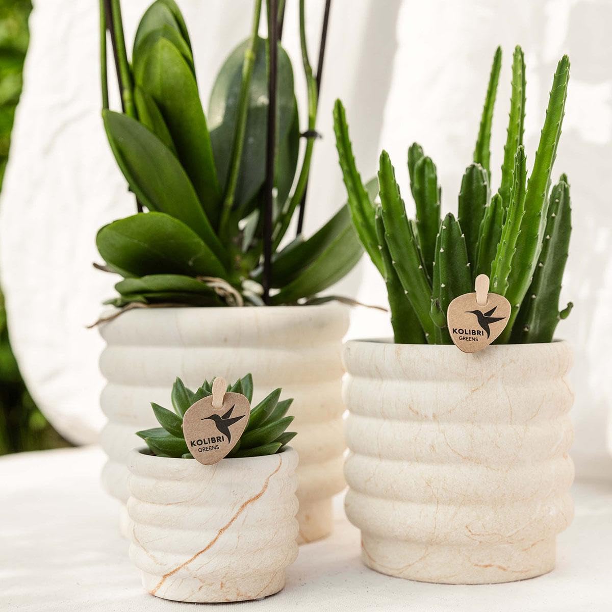 Ensemble de plantes de colibri - Slow Living - Phalaenopsis Orchidée Lausanne - Succulente + pots en céramique sur plateau