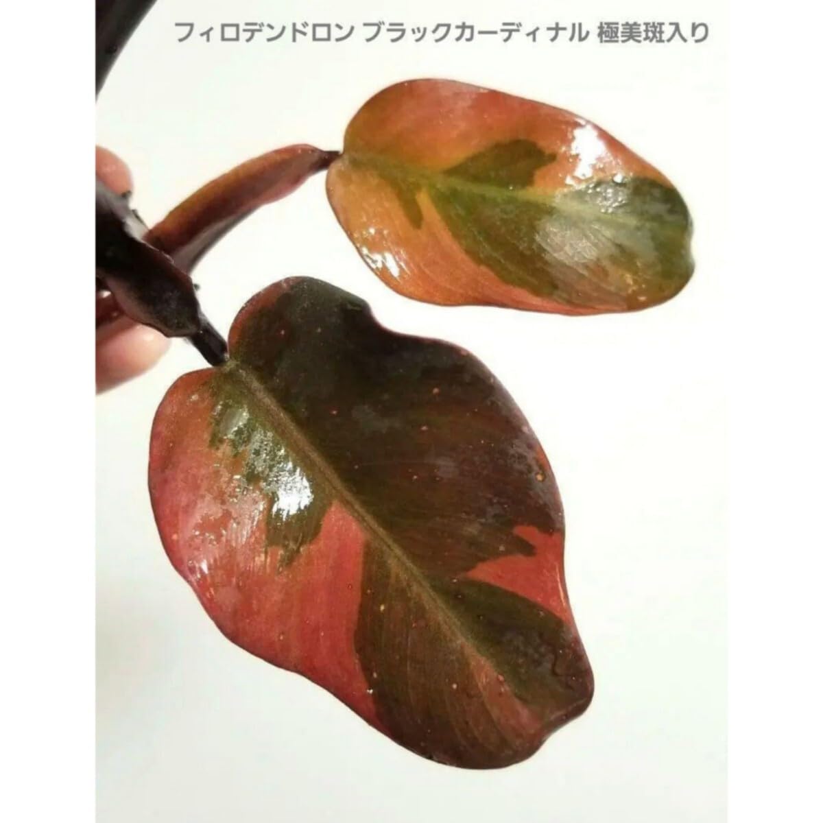 plant zebrina Tradescantia "White Zebra" (Tradescantia zebrina)