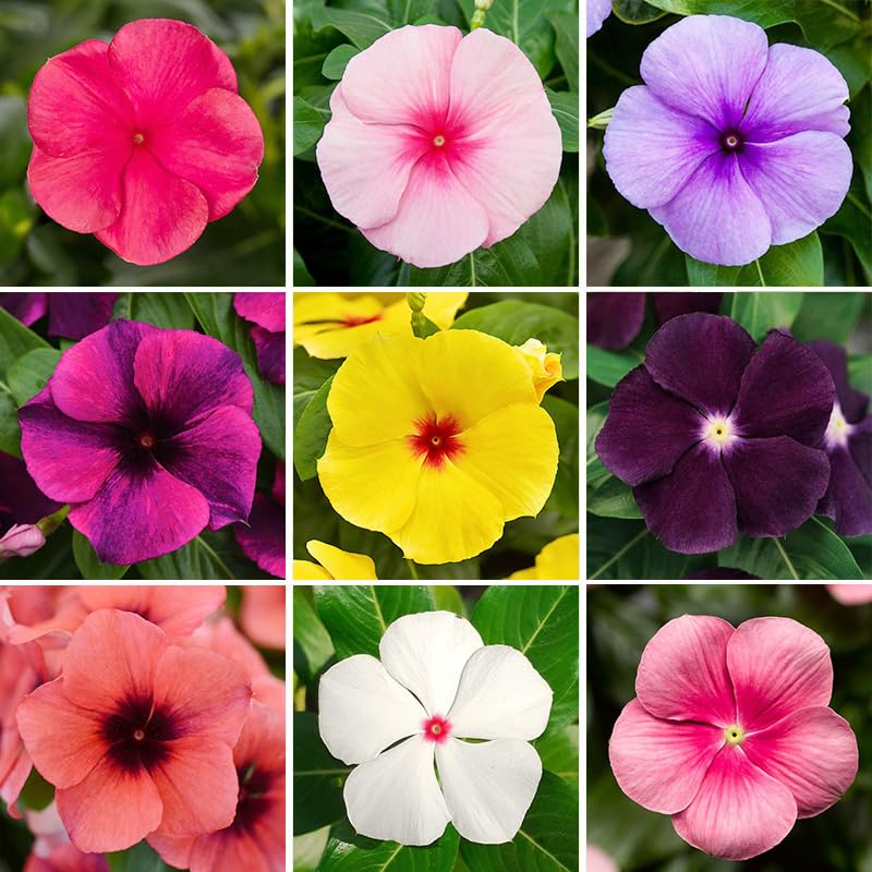 999+ Mix Vinca Periwinkle Flower Seeds for Planting in Home Garden-Non-GMO Heirloom Plant Seeds Garden Outdoor