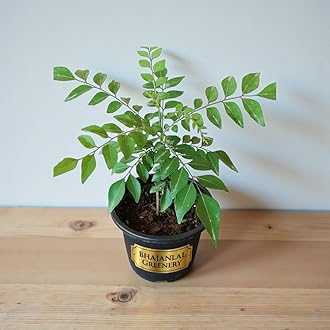 Bhajanlal Greenery Live Curry Leaf Plant (Kadi Patta) – Healthy Aromatic Herb Plant for Home & Kitchen Garden – Natural Meetha Neem Plant in Pot