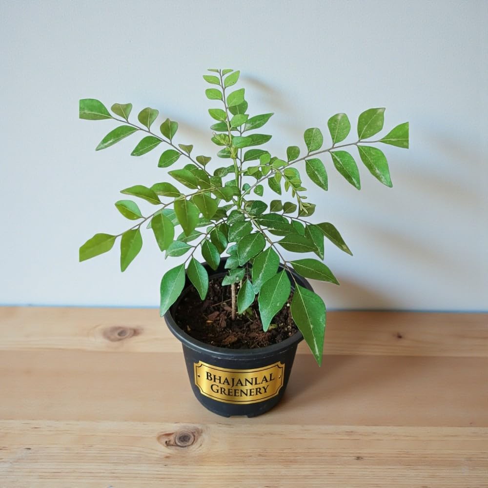 Bhajanlal Greenery Live Curry Leaf Plant (Kadi Patta) – Healthy Aromatic Herb Plant for Home & Kitchen Garden – Natural Meetha Neem Plant in Pot