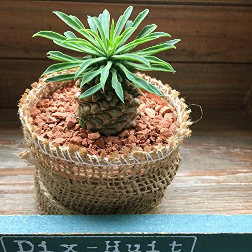 Amazon｜ソテツキリン パイナップルコーン 蘇鉄麒麟 多肉植物