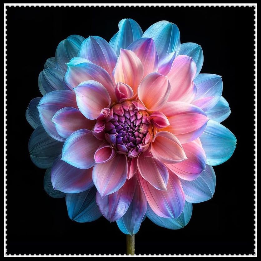 Dahlia Plants Tubers, Dahlia Bulbs UK, Outdoor Plants for Gardens ＆ Borders, Easy to Grow Flowering Perennials, Excellent Display-10 Bulbs-F