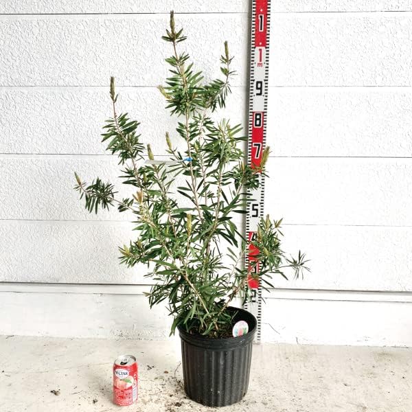 おすすめネット カリステモン ピンクシャンペン 5号 ブラシノキ 金宝樹