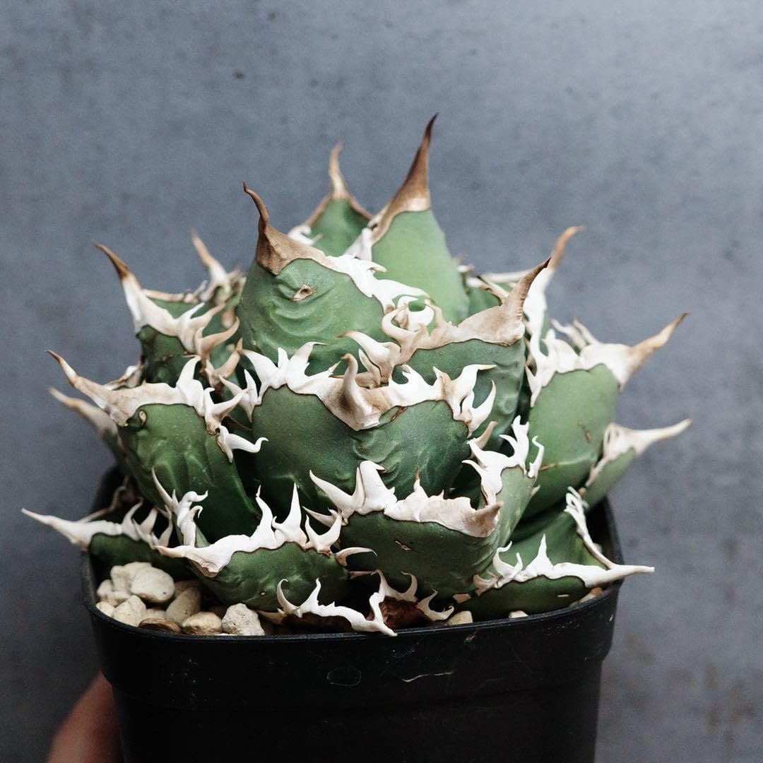 アガベ チタノタ オテロイ 海王 連刺 OC株 3 海王 アガベ seaking