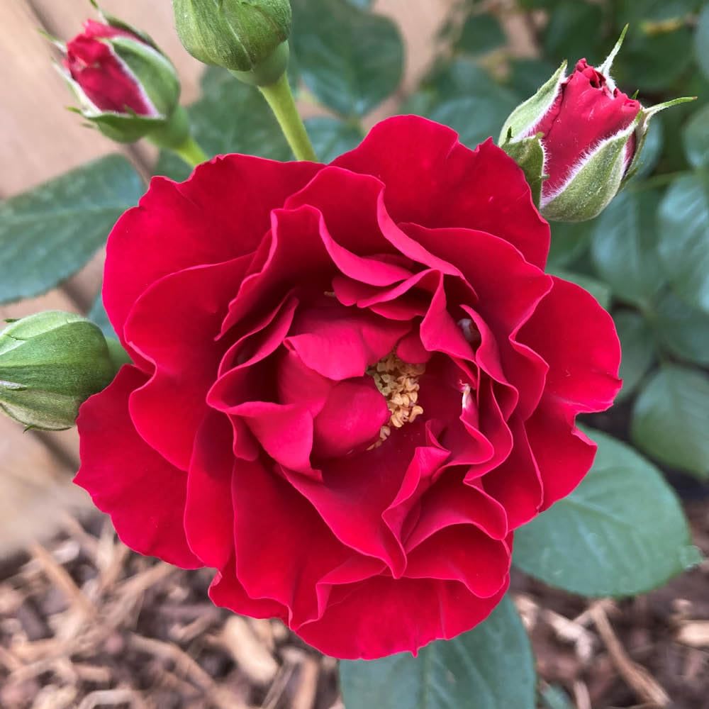 YouGarden Harkness Amy's Rose, Crimson Floribunda Rose, 4 Litre Pot, Spicy Scent, Gift Ready To Plant