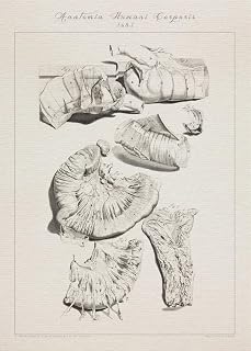 Human anatomy DUODENUM INTESTINE JEJUNUM print SRA3 12x18 conqueror laid paper