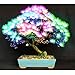 20 pcs Bonsai Albizia Flower Seeds Called Mimosa Silk Tree Seed Rare Garden Potted Plants Rainbow Flowers Pot diy plant gift Multi-Colored