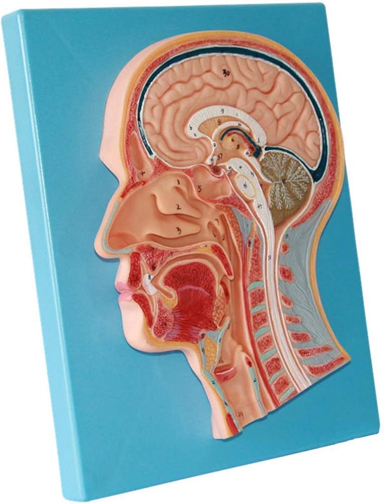 Amazon.co.jp: 組み立て教育モデル解剖学的脳頭部正中矢状面モデル解剖