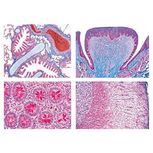 Image of 3B Scientific GmbH W13308S Normal Human Histology Basic Spanish