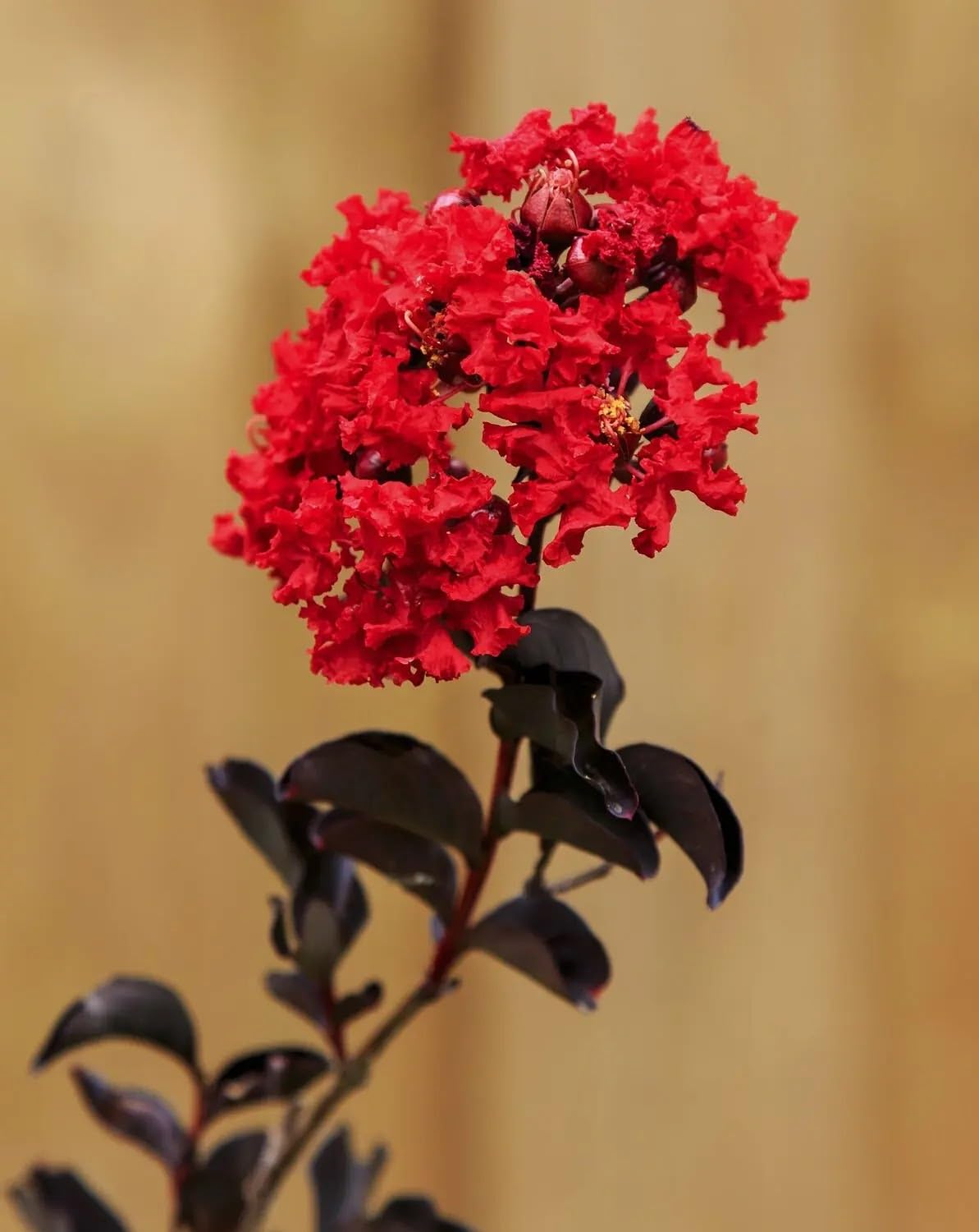 Lagerstroemia indica 'Black Solitaire Red Hot' - Arbusto Ornamentale da Giardino, Colore Rosso e Viola, 125/175 cm, Vaso 28
