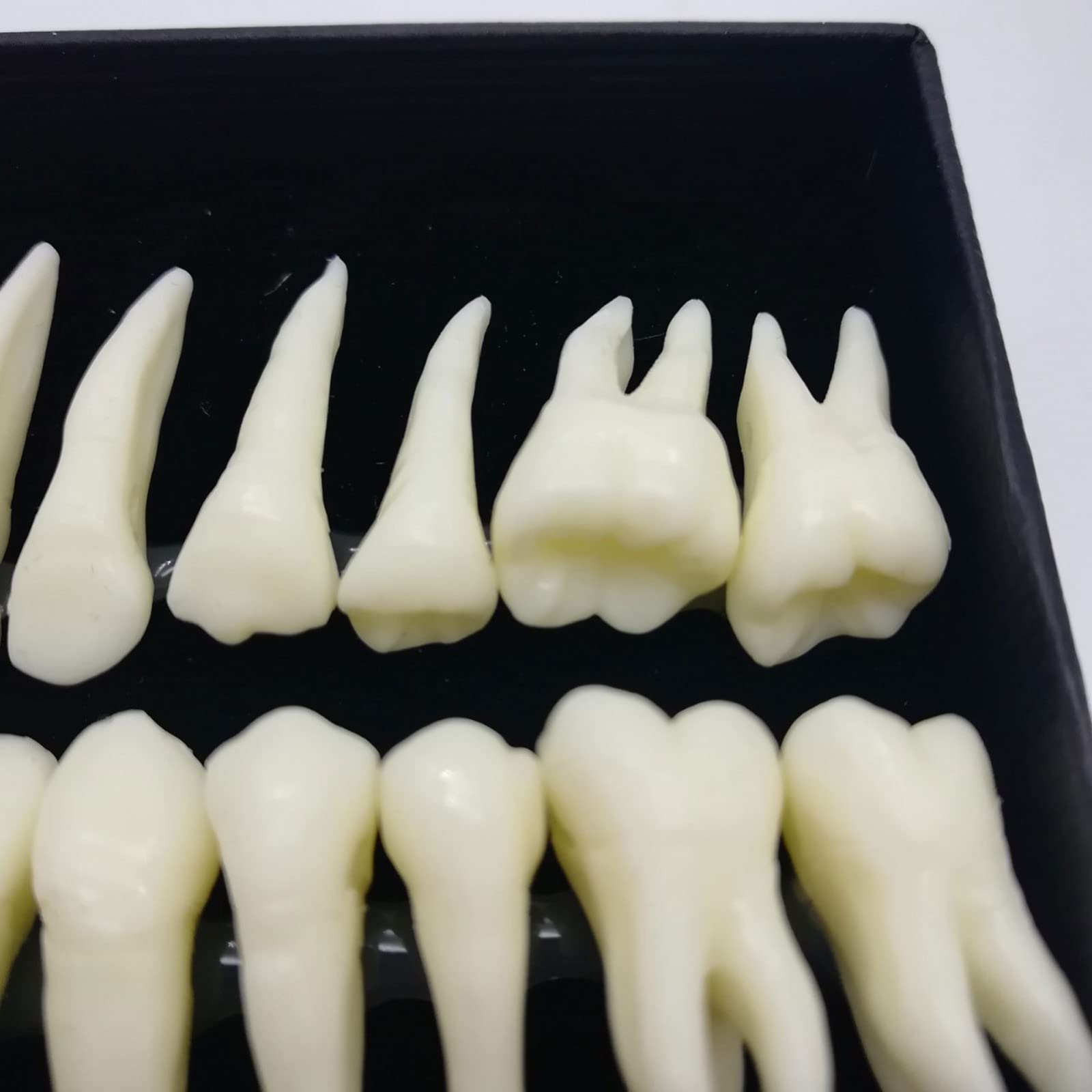 Xiaoxu 28 Pezzi 1:1 Dimostrazione Dentale Denti permanenti Modello didattico Studio Implantologia Dentale Prodotto per la Pratica odontoiatrica