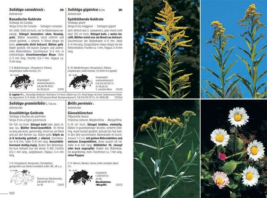 Flora Helvetica - Illustrierte Flora der Schweiz: mit Artbeschreibungen und Verbreitungskarten von 3250 wild wachsenden Farn- und Blütenpflanzen, einschliesslich wichtiger Kulturpflanzen