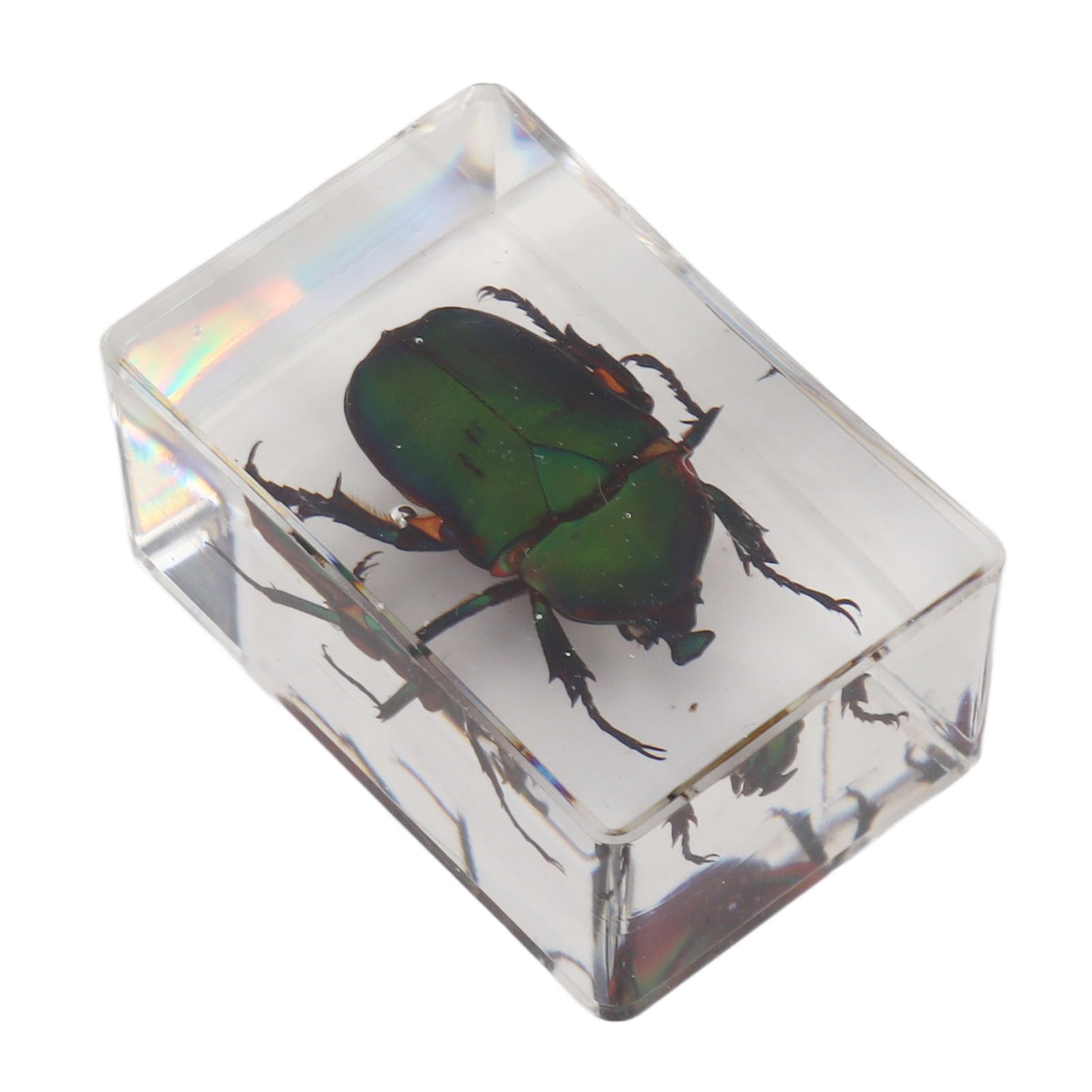 12 muestras de insectos reales de resina transparente para ciencia, educación, aula, muestras de insectos, decoración de mesa