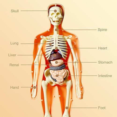 Miniatura 6 de Modelo de anatomía de cuerpo humano para niños, cuerpo humano esponjoso extraíble interactivo para niños de 8 a 12 años, modelo de cuerpo humano