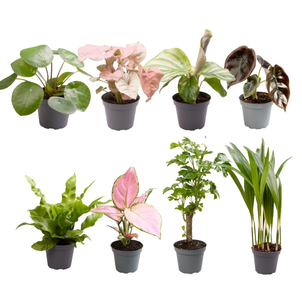 Set Piantine da Interno, Mix a Sorpresa per Casa, Verde, 8 Pezzi, Ø6 cm