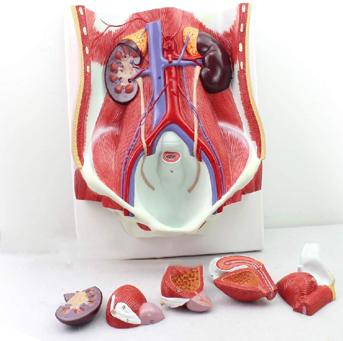 Buy LXT PANDA Human Urinary System Model Human Male Female Urinary 
