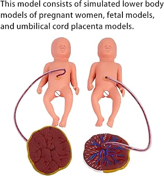 ERICAT Child Birth Simulator, Fetus Childbirth Teaching Model, High-fidelity Simulation and Realistic Design, Basic Obstetrics Technical Training Can Be Carried Out, Convenient Disassembly, for Nurse