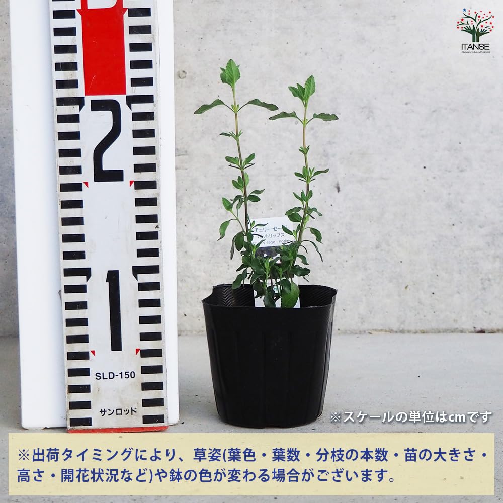 チェリーセージ　ホットリップス　3.5寸ポットごと3個　6セット苗　植物 Amazon.co.jp: ITANSE チェリーセージ ホットリップス 3号 3個