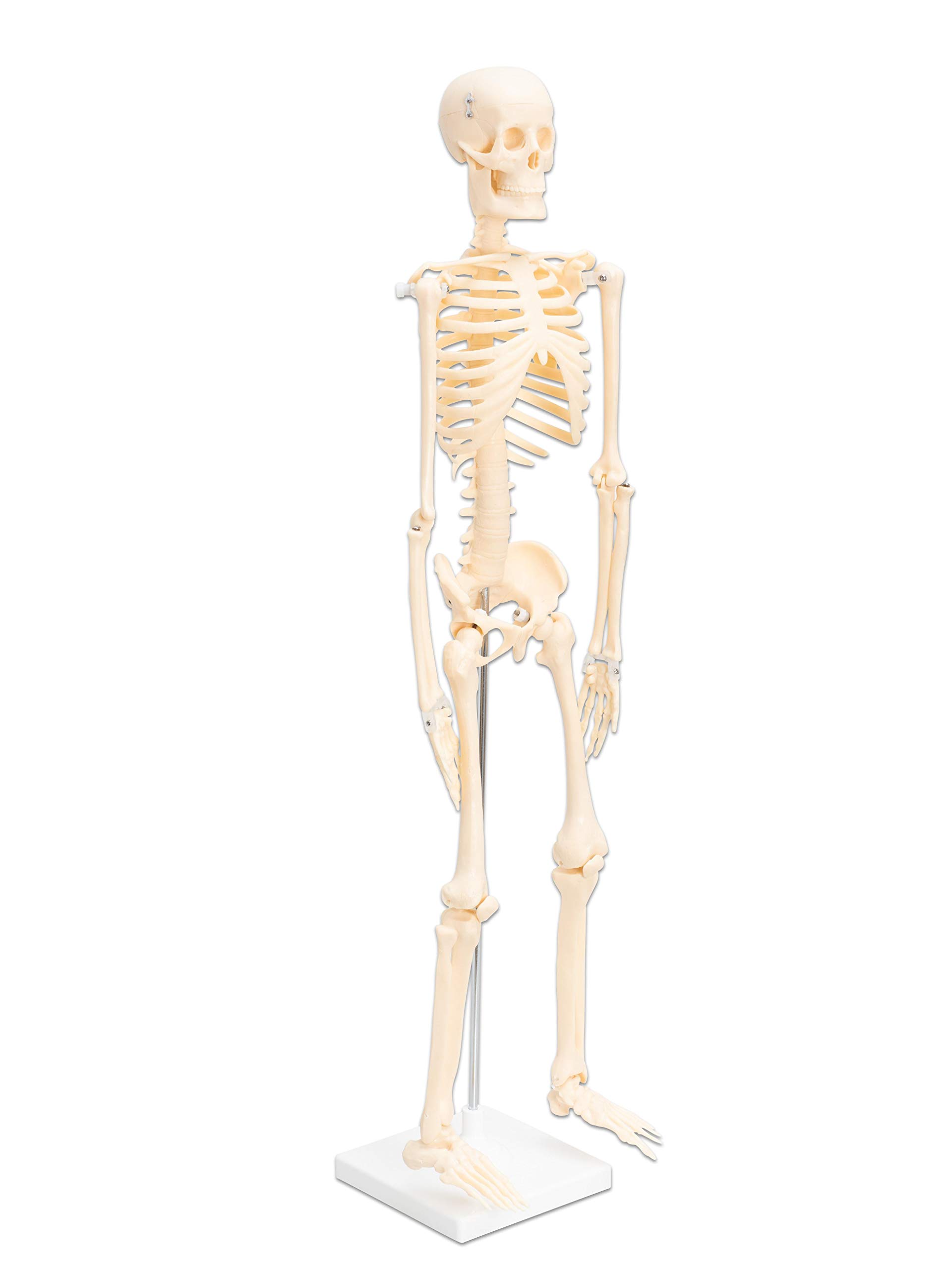 Betzold - Anatomie Skelett 80 cm, menschliches Modell - Anatomiemodell Biologie