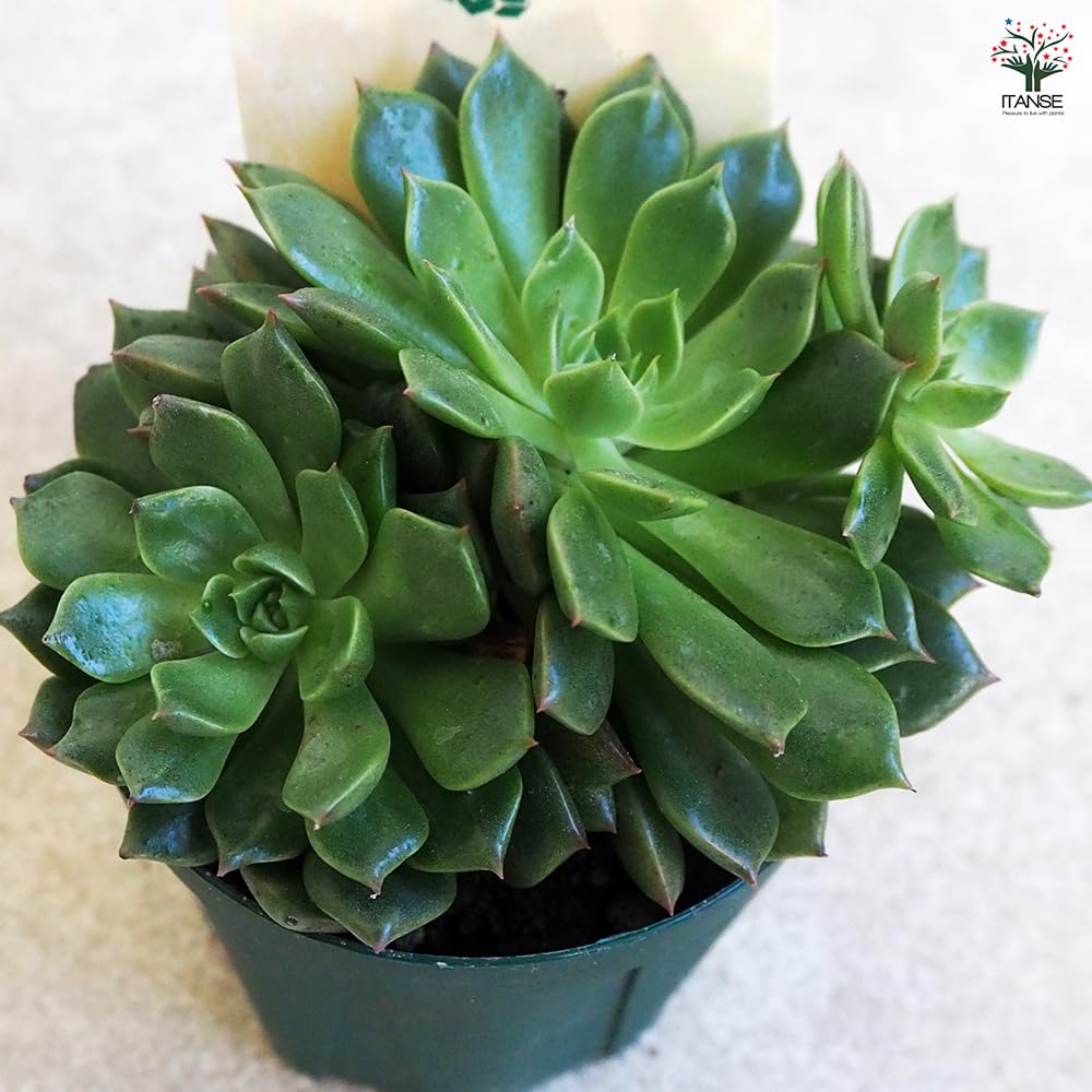 Amazon｜ITANSE オリビア 2.5号 1個売り 多肉植物 Echeveria