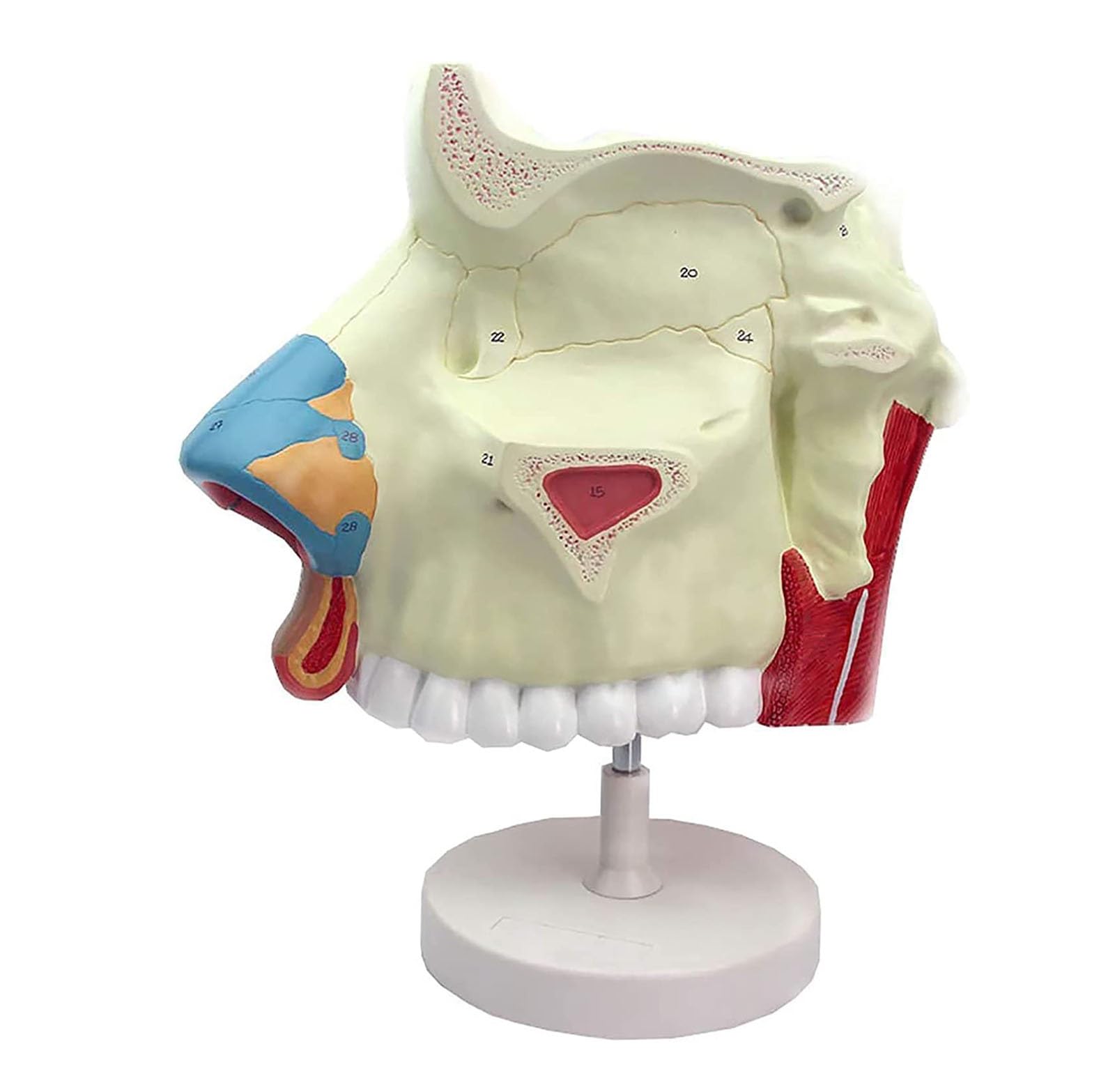 Modelo de anatomía de la cavidad nasal humana for uso educativo en el ámbito sanitario: material de formación detallado sobre endoscopio respiratorio en otorrinolaringología