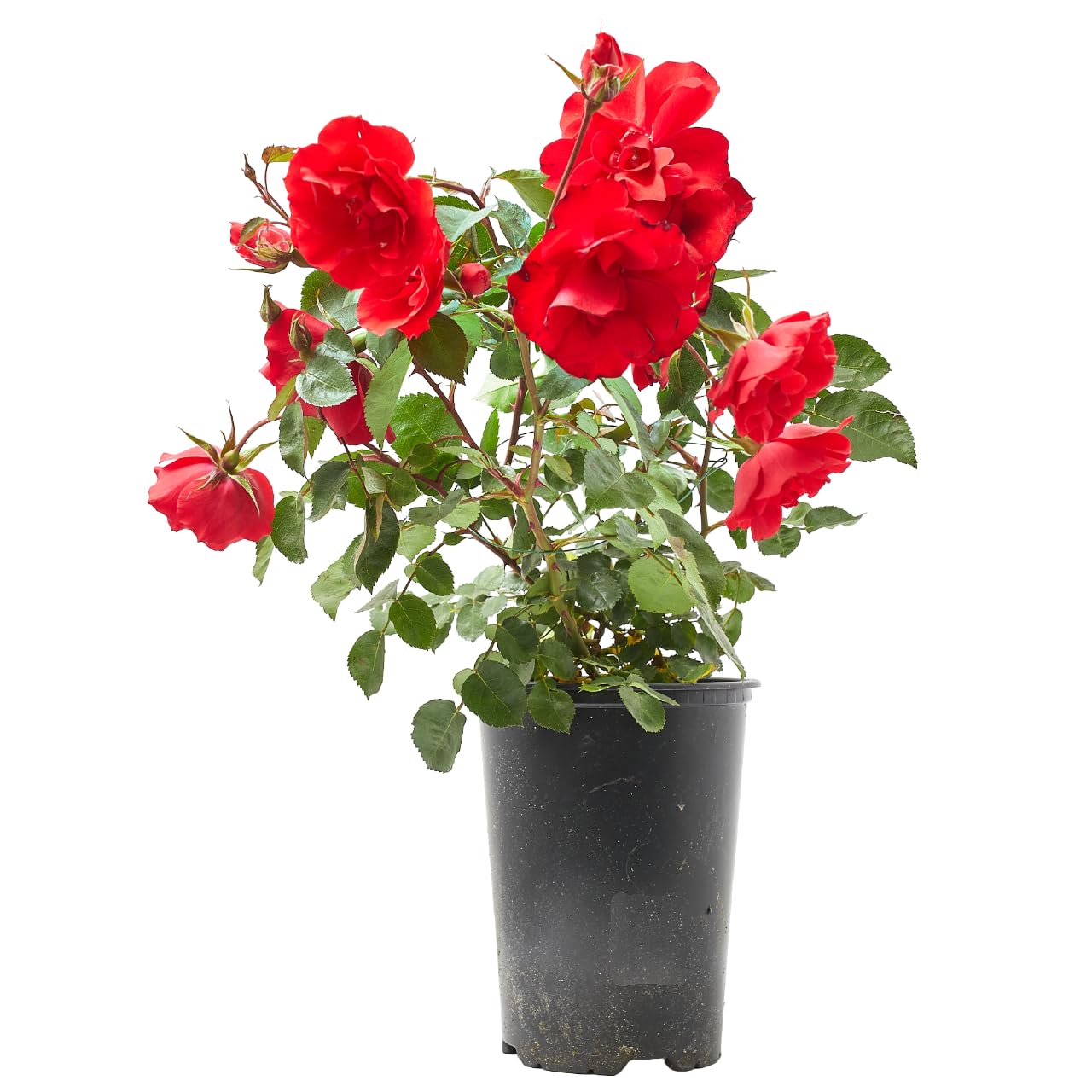 Verdecora Rosal Sevillana en maceta de 3L | Rosa Sevillana | Arbusto de Exterior con Flores Rojas Intensas y Prolongada Floración | Ideal para Jardines, Bordes y Macizos Florales