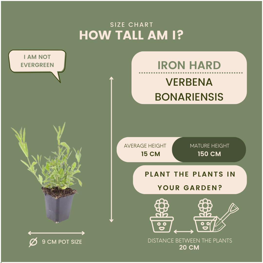 Plants by Frank Verbena Bonariensis, 24 plantes de verveine, Ø 9 cm