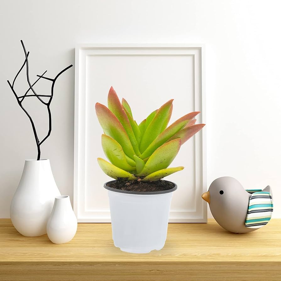 Amazon.co.jp: Cabilock 60個のプラスチック工場保育園ポット開始 Amazon.co.jp: Cabilock 60個のプラスチック工場保育園ポット開始