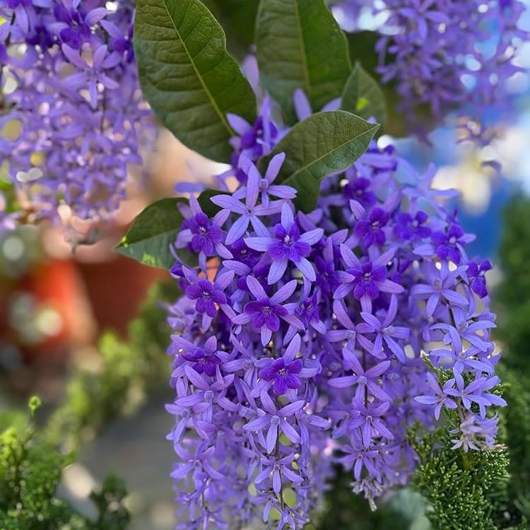 Live Petrea Violet Flower Plant or Sand Paper Vine Live Flower Plant/Nilmoni Lata Plant/Purple Wreath or Queen's Wreath (Petrea Volubilis) | Best for Entrance Wall Garden And Terrace-picture-28