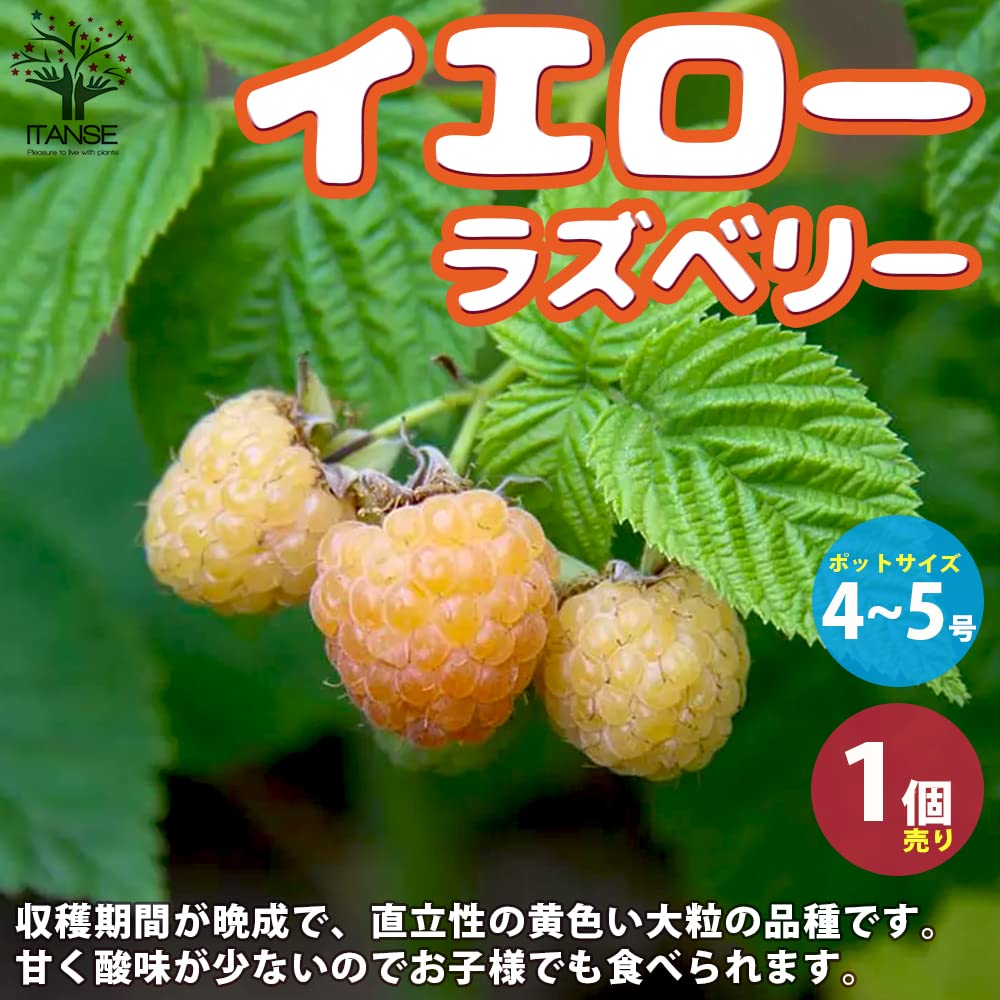 Amazon.co.jp: ITANSE イエローラズベリーの苗木 4～5号鉢 1個