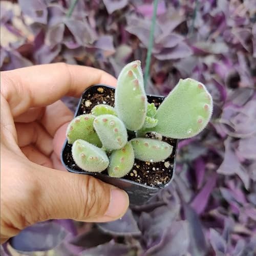 FOLIAGEMS Plantas de cactus suculentas vivas de USKC (2 "Pot Cotyledon Tomentosa "Bear's Paw")