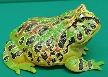 カエルちゃんページ Amazon.co.jp: ベルツノガエル 原色両生類カエル図鑑 両生類