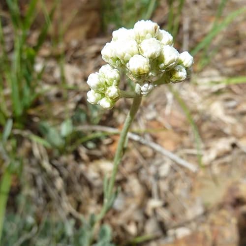 Miniatura 3 de Semillas perennes nacaradas (Anaphalis margaritacea) Paquete de 10 Semillas