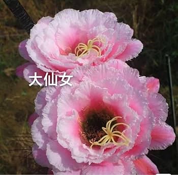 花サボテン　彩雲１点　シャンパン１点　グランドスラム１点　七仙女１点　大輪咲き Amazon.co.jp: 4000件達成感謝最後の一点花サボテン 実生大仙女