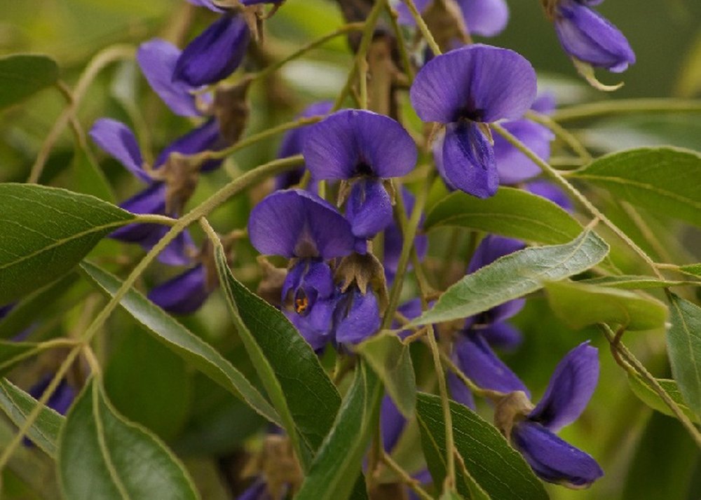 SAFLAX - Afrikanischer Blauregen - 15 Samen - Mit keimfreiem  Anzuchtsubstrat - Bolusanthus africanus : Amazon.de: Garten