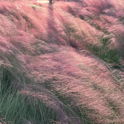 semillas de muhlenbergia capillaris, orgánicas de balcón jardín de rocas resistentes 1000pcs