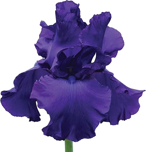 Titans Glory - Maceta de tamaño de cuarto de galón de iris barbudo, flores grandes de color morado oscuro, fácil de cultivar para jardín o planta en