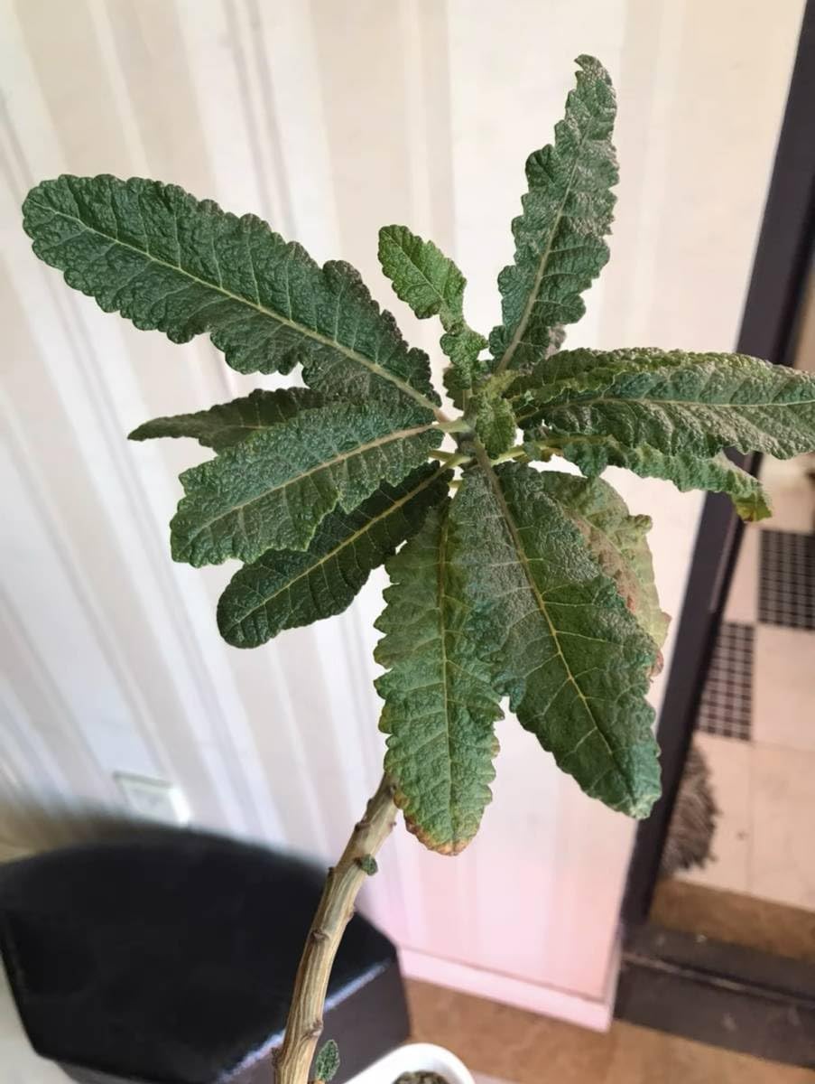 Amazon.co.jp: NO3 サボテン 実生 Boswellia popoviana
