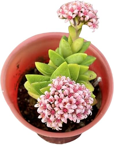 FOLIAGEMS Plantas suculentas vivas de USKC (Crassula de 2.5 pulgadas 'Spring time')