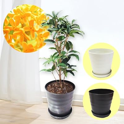 キンモクセイ 植え込み苗 6号鉢（樹高約40cm・植え替え不要）